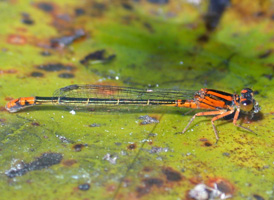 Lilypad Forktail